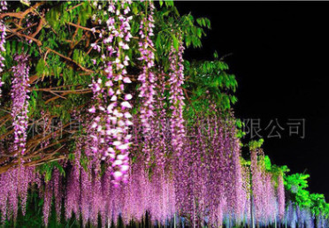 大量供應優質紫藤 庭院別墅美化5年苗木價格70元,大小都有