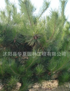 移種5年以上的黑松【地徑8公分以上】價格優惠l量大從優