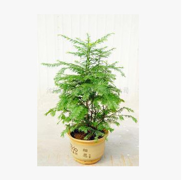 大量供應優質廉價樹形優美的紅豆杉2年生苗每棵價格9元 量大從優