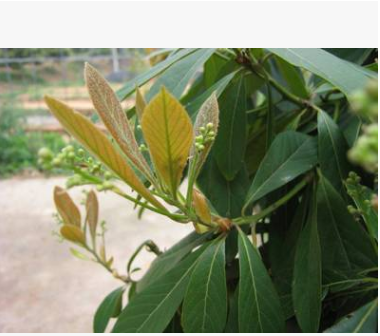 楠木 羅漢松 鐵樹 桂花 紅豆杉