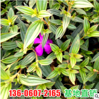 廠家直銷小區(qū)庭院綠化苗木野牡丹 室外盆栽花卉巴西野牡丹