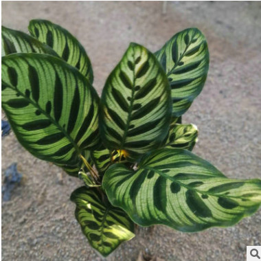 基地直銷 室內(nèi)觀賞植物 孔雀竹芋 觀葉盆栽花卉