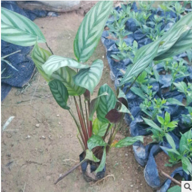 多年生草本竹芋 觀葉紫背竹芋 觀葉花卉 基地直銷 現(xiàn)起先挖