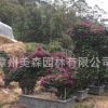 三角梅葉子花 動物造型 龍 百畝基地三角梅種植基地量大從優