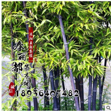 基地直銷黃竹別墅庭院綠化竹子苗青竹苗紫竹苗佛肚竹湘妃竹箬竹苗