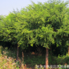 紅豆杉基地批發供應供應別墅園林綠化工程用苗8-10公分紅豆杉
