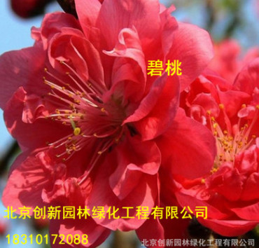 紫葉碧桃樹苗 紅葉碧桃重瓣嫁接紫葉桃紅葉桃苗庭院綠化小苗植物