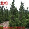 苗圃綠化苗木 松樹苗龍柏松苗 松樹盆栽四季常青道路庭院樹苗