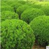 綠化苗木黃楊苗園林工程綠小葉黃楊樹苗基地直銷小葉黃楊球批發