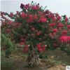 紅火球百日紅 樹苗多規格紫薇樹 基地供應風景樹綠化喬木