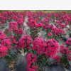 陜西精品紅火箭紫薇批發(fā)叢生紅火箭紫薇