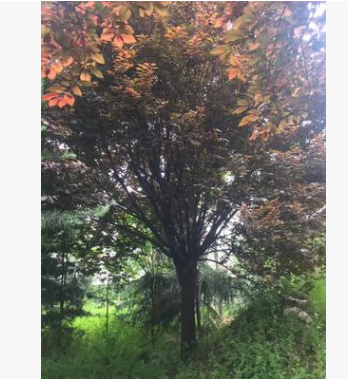 陜西15公分紫葉李批發成都貴州紫葉李基地