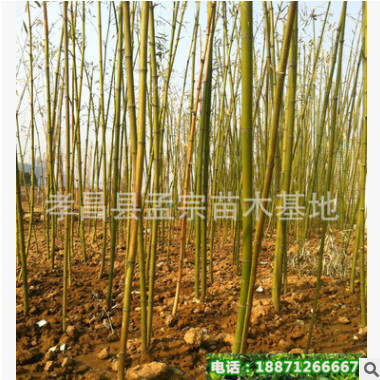 批發(fā)園林用竹子 窩竹 桂竹 規(guī)格齊全 現貨充足 歡迎來電選購