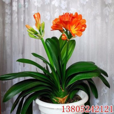 基地直銷君子蘭花苗 室內外精品花卉盆栽 凈化空氣 四季常綠植物