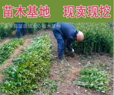 江西野生黃梔子苗 山梔子樹苗 高產(chǎn)紅枝子中藥材樹苗天然調(diào)色香料