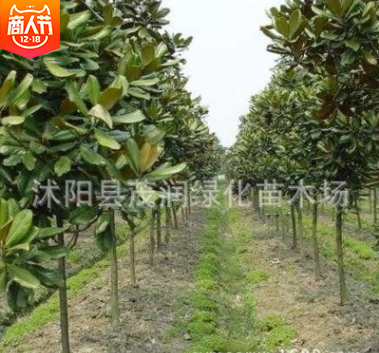 園林綠化庭院盆栽四季常青植物廣玉蘭苗 樹姿雄偉壯麗