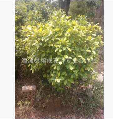 黃金榕球綠化地被 黃榕 黃心榕球 美植袋綠化苗