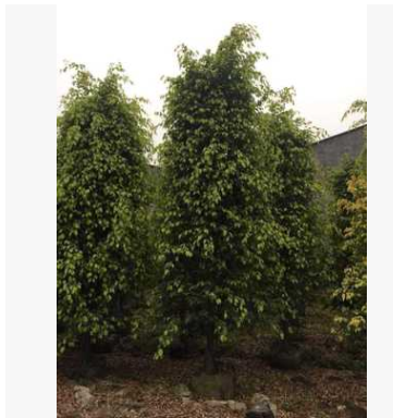 福建漳州垂葉榕柱形 常綠灌木 垂榕