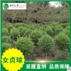 女貞球 園林 綠化樹木 苗圃
