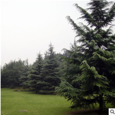 批發(fā)白皮松樹苗 白皮松小苗 量大從優(yōu) 歡迎咨詢