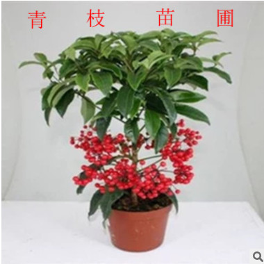 場家供應富貴籽 觀賞類灌木富貴籽黃金萬兩百萬兩