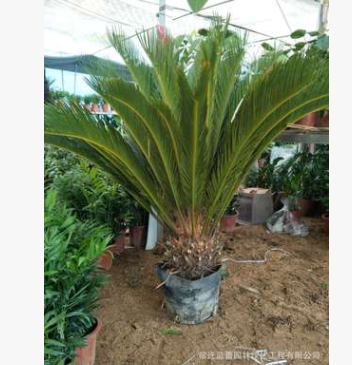 供應花卉鐵樹盆景苗木叢生大蘇鐵園林綠化苗木風景樹批發常綠盆景