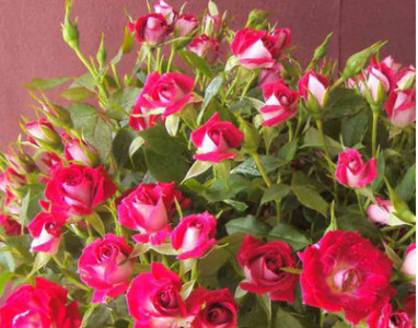 供應優質小玫瑰苗 鮮花苗木 可盆栽工程綠化小桃紅玫瑰種苗