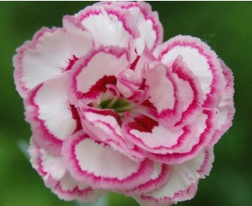 花卉種苗康乃馨種苗石竹花種苗四季播 盆栽陽臺 種植