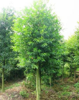 供應大葉女貞樹苗楨樹,大葉女貞，高桿女貞四季常青