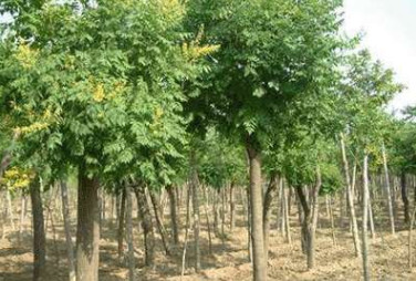 【推薦會員】常年供應各類規格欒樹 歡迎咨詢