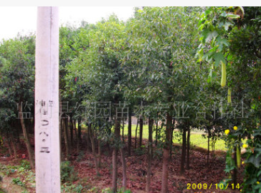 香樟 移栽香樟苗 綠化苗木香樟 工程苗 行道樹小苗