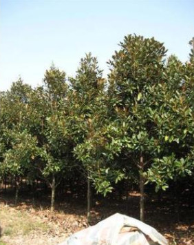 供應廣玉蘭 可用做行道樹木