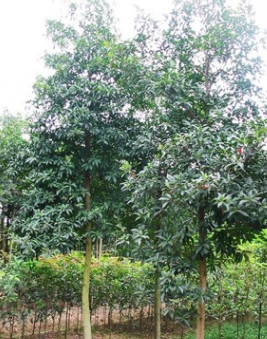 供應優質行道樹綠化杜英