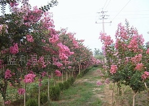 萬畝自產叢生紫薇現大量出售、綠化苗