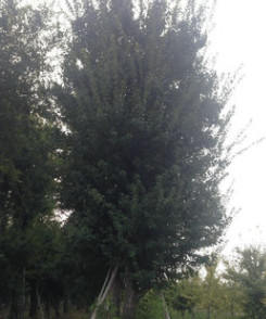 基地供應喬木類//三角楓20--50公分 工程綠化苗木 各種規格齊全