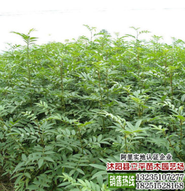 基地出售黃欒樹8-12公分欒樹各種規格、樹形優美價格低、歡迎訂購