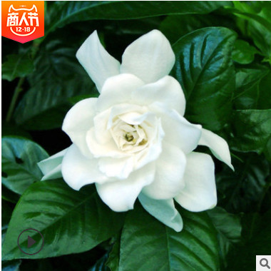 【梔子花】廠家直銷大葉梔子花盆栽園林批發植物帶花苞大朵梔子花