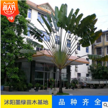 【芭蕉】供應芭蕉 廠家常年供應 優質芭蕉樹 多品種芭蕉 批發直銷