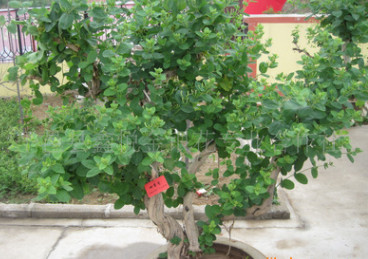 出售四季金銀花樹形苗木