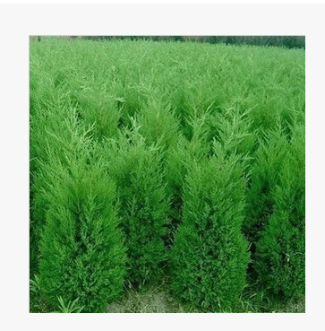 批發(fā)蜀快苗 檜柏苗 塔柏苗 塊柏苗 圣誕樹綠化苗