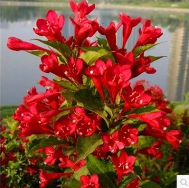 大量批發(fā)綠化苗木庭院花卉紅王子錦帶小苗 耐寒耐旱 紅王子錦帶苗