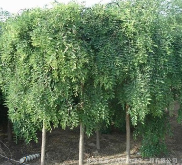 基地大量直銷優質垂槐樹苗 綠化工程用苗 龍瓜槐小苗 規格齊全
