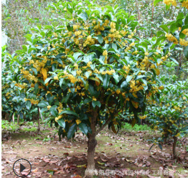 嫁接桂花樹苗 四季濃香型 八月桂盆栽花卉 陽臺室內庭院必備