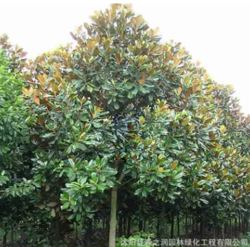 基地直銷 環境美化行道樹 紫玉蘭樹 廣玉蘭 規格全 量大優惠