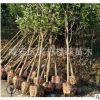 湖北咸寧直銷精品八月桂金桂2 3 4 5公分桂花樹批發 桂花樹價格