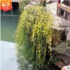 垂吊 迎春苗 迎春花苗盆景 庭院攀援花卉爬藤植物 可盆栽當年開花
