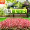 紅葉石楠樹苗 四季常青庭院綠化苗木 樹苗紅羅賓紅葉石楠籬笆苗