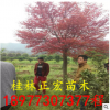 園林綠化 紅楓產(chǎn)地 25公分紅楓 樹(shù)形漂亮