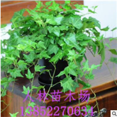 批發綠植盆栽植物常青藤 金邊 常春藤 家庭 辦公室桌面擺放