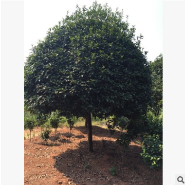 基地常年供應各種規格精品桂花樹別墅設計高檔次桂花樹觀賞景觀樹